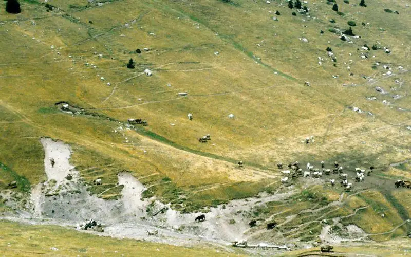 Alertan sobrepastoreo crítico en Chihuahua