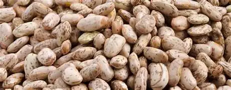 Protestan frijoleros en Juárez por acopio insuficiente