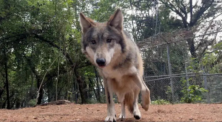 Reintroducen lobo mexicano en Sierra Tarahumara