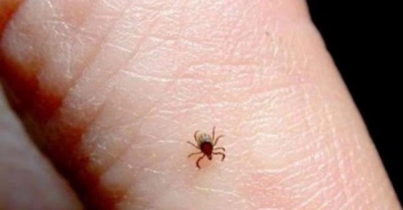 Alertan por aumento de rickettsiosis en Chihuahua