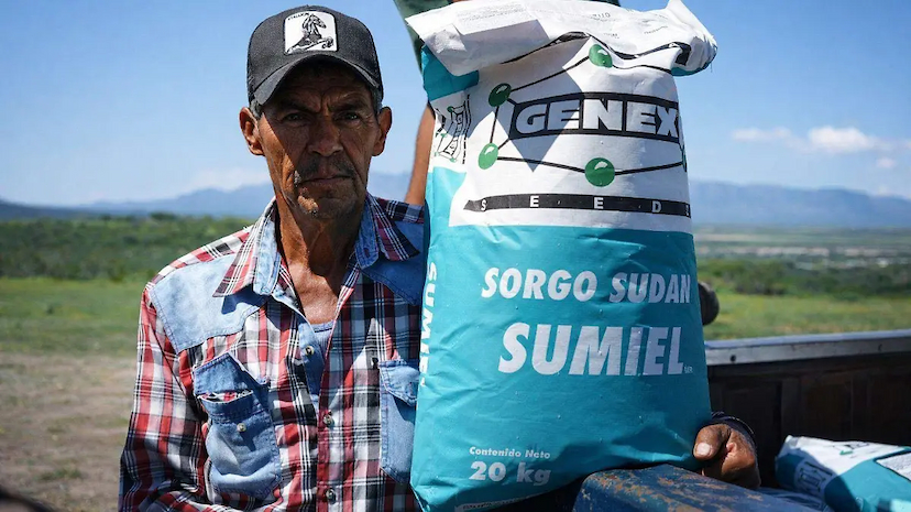 Invitan a productores chihuahuenses a apoyo en sorgo