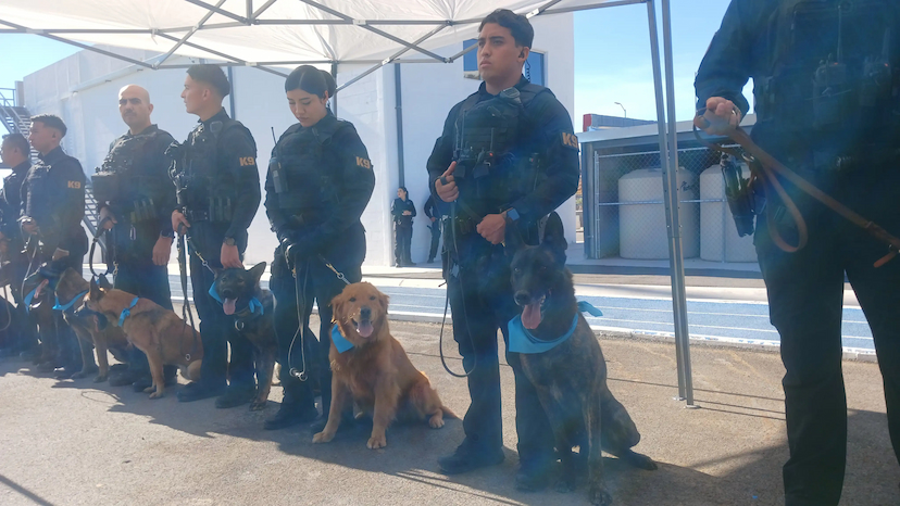 Retiran y adoptan a perros policía en Juárez