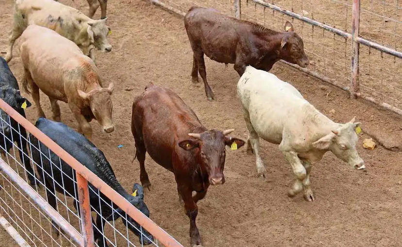 Critican cierre fronterizo al ganado mexicano desde Chihuahua