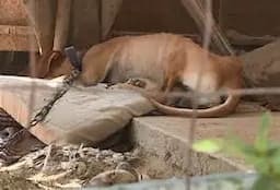 Exigen justicia por maltrato animal en Ojinaga