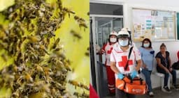 Abejas atacan en NCG: tres hospitalizados
