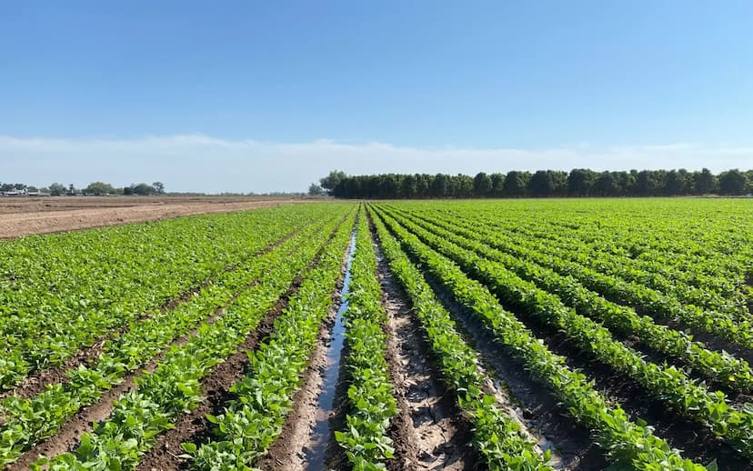 Chihuahua usará aguas tratadas en agricultura