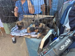 DABA decomisa animales en mercado San Pancho