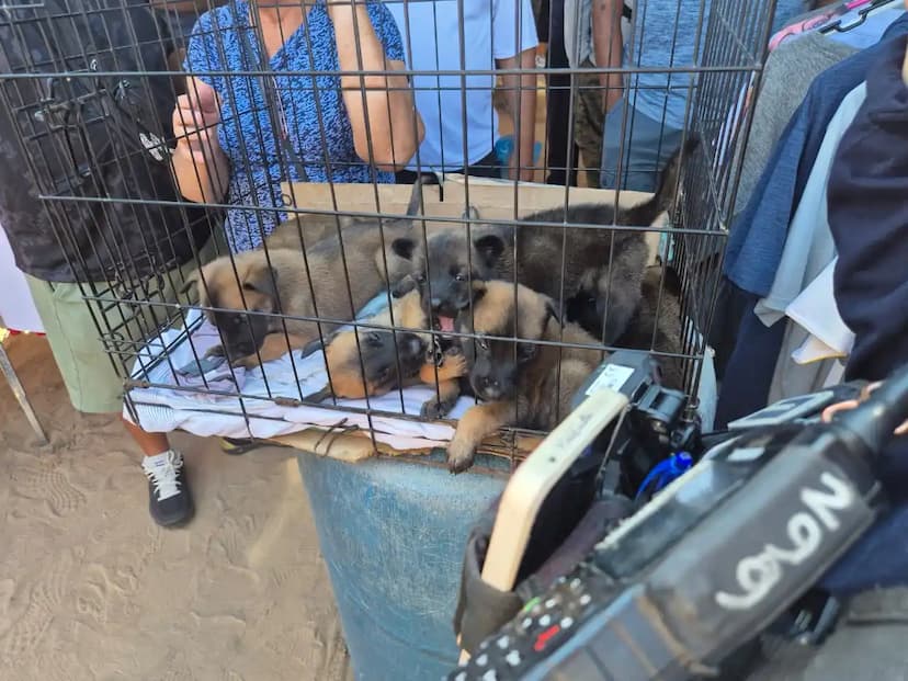 DABA decomisa animales en mercado San Pancho
