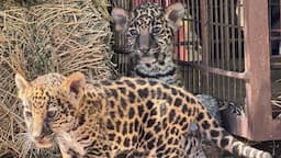 Nacen jaguares y revitalizan zoológico en Jiménez