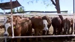 Regresan protocolos por gusano barrenador en Chihuahua