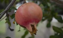 Aumenta cultivo de granada en Chihuahua para exportación