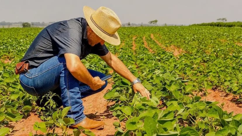 Jiménez cierra cosecha agrícola con éxito económico