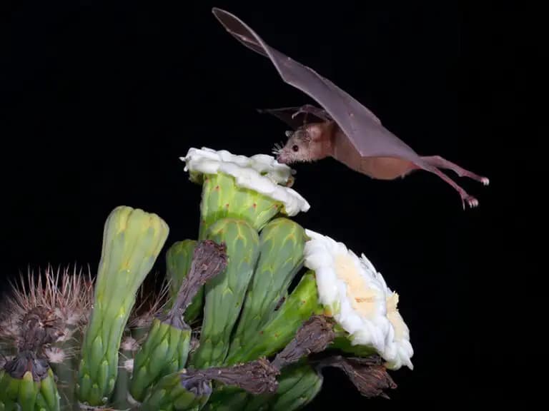 Chihuahua celebra Día Estatal del Murciélago
