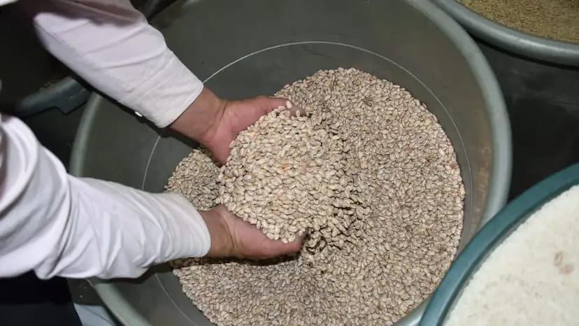 Productores ofertan frijol barato en Parral