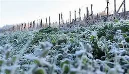 Frente frío impacta con heladas en Sierra Tarahumara