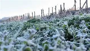 Frente frío impacta con heladas en Sierra Tarahumara
