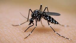 Chihuahua mantiene baja incidencia de dengue