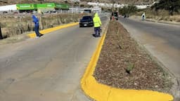 Parral impulsa reforestación con 796 nuevos árboles