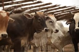 Impacta gusano barrenador al sector ganadero en Chihuahua