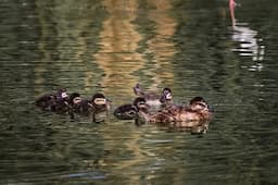 Parque Central Juárez advierte sobre alimentación a aves