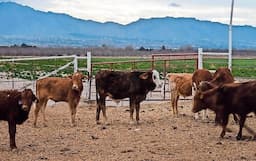 Chihuahua cumple normas sanitarias; frontera sigue cerrada