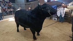 Lanzan proyecto para subasta ganadera