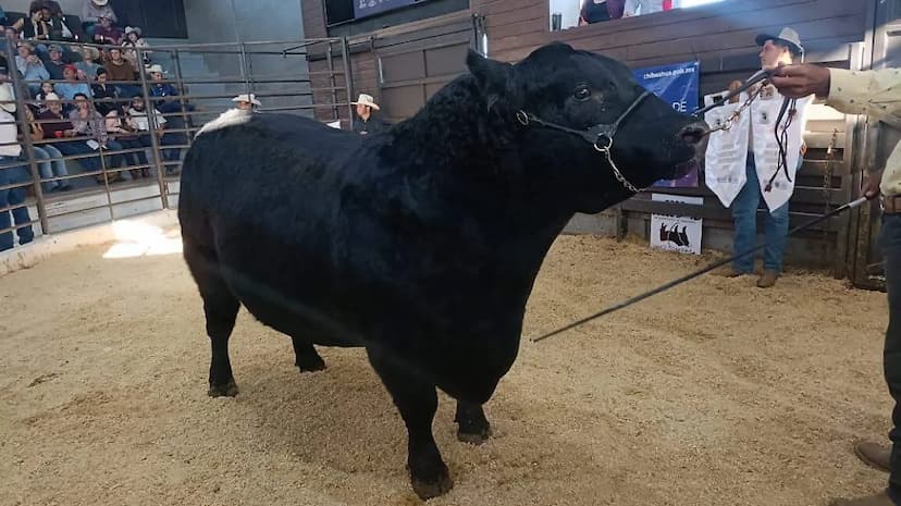 Lanzan proyecto para subasta ganadera