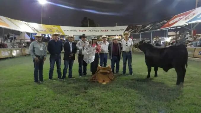 Impulsan engorda de novillos en Chihuahua