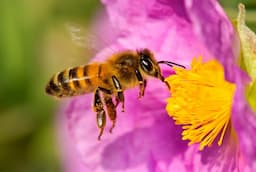 Cómo apoyar a las abejas: guía segura para preservar panales en Chihuahua