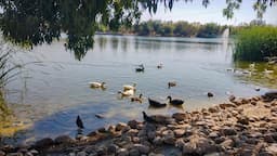 Cuidado extremo para tortugas en Ciudad Juárez