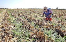 Revolución agrícola: Tecnología que transforma el campo mexicano