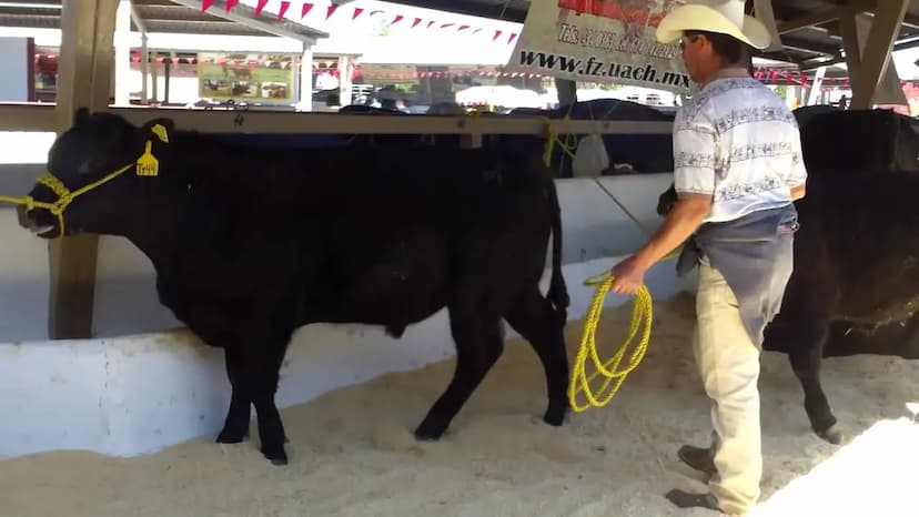 Ganado chihuahuense conquista mercados internacionales con su calidad excepcional