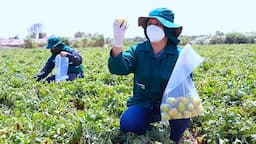 Sanidad agrícola impulsa al campo chihuahuense