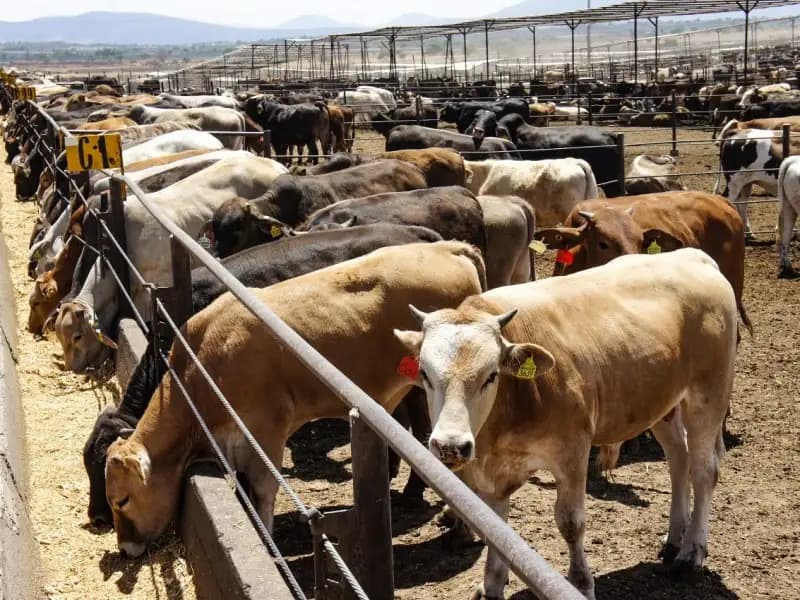 Ganaderos de Camargo reciben impulso económico para enfrentar crisis