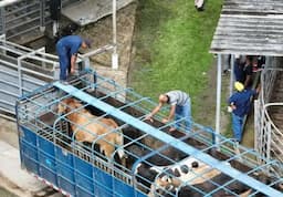 Lanza Chihuahua operativo contra gusano barrenador