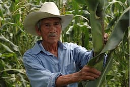 Gobierno de Coyame apoya con maíz subsidiado a productores