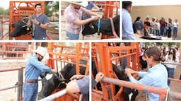 Transforma UACH la ganadería con collares inteligentes