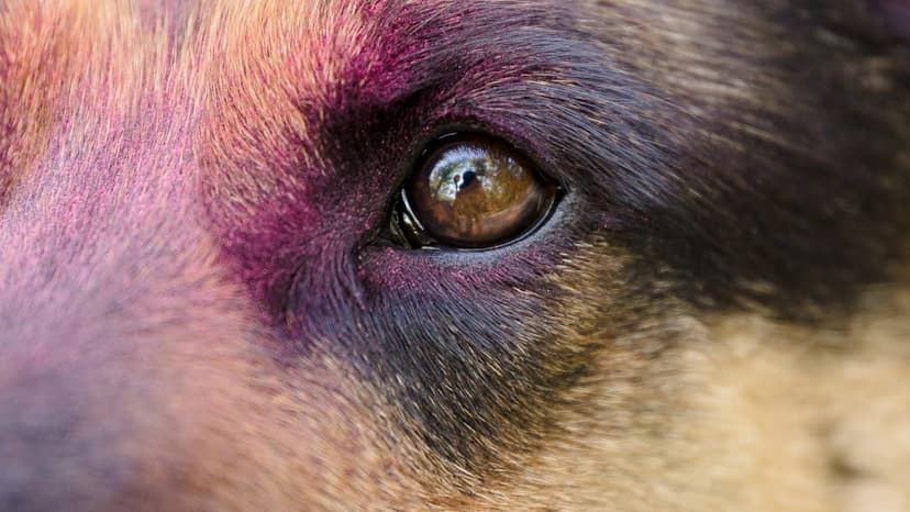 Nuevo caso de crueldad hacia animales en Chihuahua