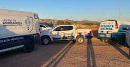 Esclarecen autoridades misterioso accidente de perros en chapopote