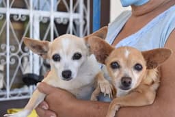 Esterilización gratuita de mascotas en Meoqui