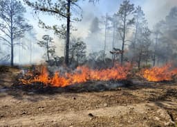 Devastadores incendios golpean la Sierra de Chihuahua