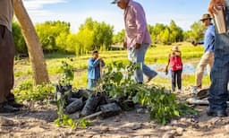 Reforestación masiva: Meoqui recibe miles de árboles para su verde futuro