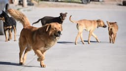 Chihuahua como escenario de diálogo para el bienestar animal
