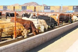 Ofrece SDR financiamientos accesibles para fortalecer el campo