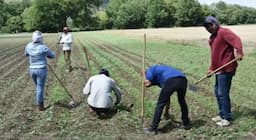 Miles de jornaleros se preparan para la cosecha de cebolla en Río Florido