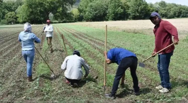 Miles de jornaleros se preparan para la cosecha de cebolla en Río Florido