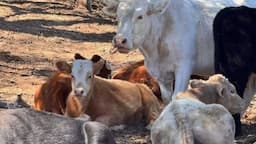 Productores ganaderos en Parral urgen intervención inmediata