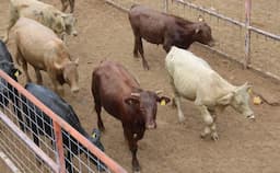 Ganaderos chihuahuenses buscan salvarse en el mercado nacional