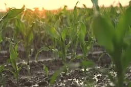Lluvias revitalizan el campo chihuahuense