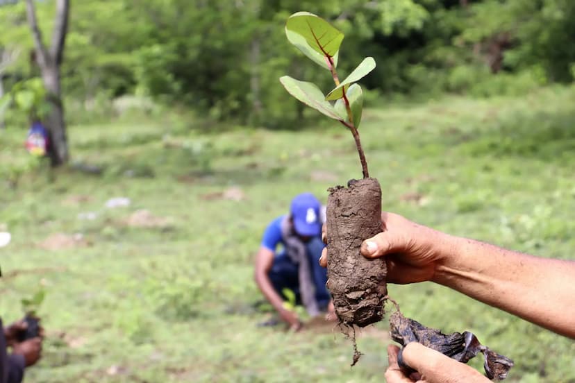 Santa Rosalía florece con programas de empleo y reforestación